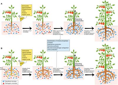 Cell-free microbial culture filtrates as candidate biostimulants to enhance plant growth and yield and activate soil- and plant-associated beneficial microbiota